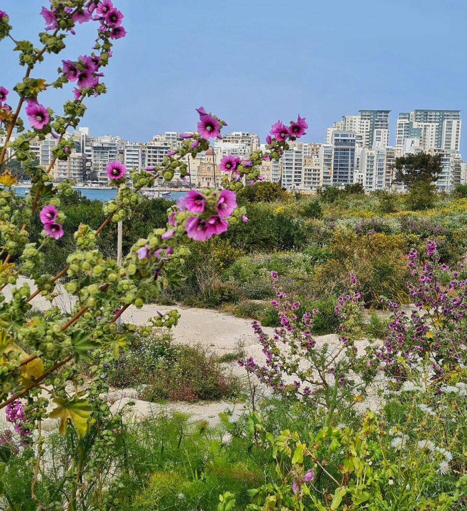 Im Vordergrund lilafarbene Blüten. Dahinter ein Sandweg und viele grüne, niedrige Stauden und Büsche. Im Hintergrund sieht man ein bisschen Wasser und viele moderne Hochhäuser.