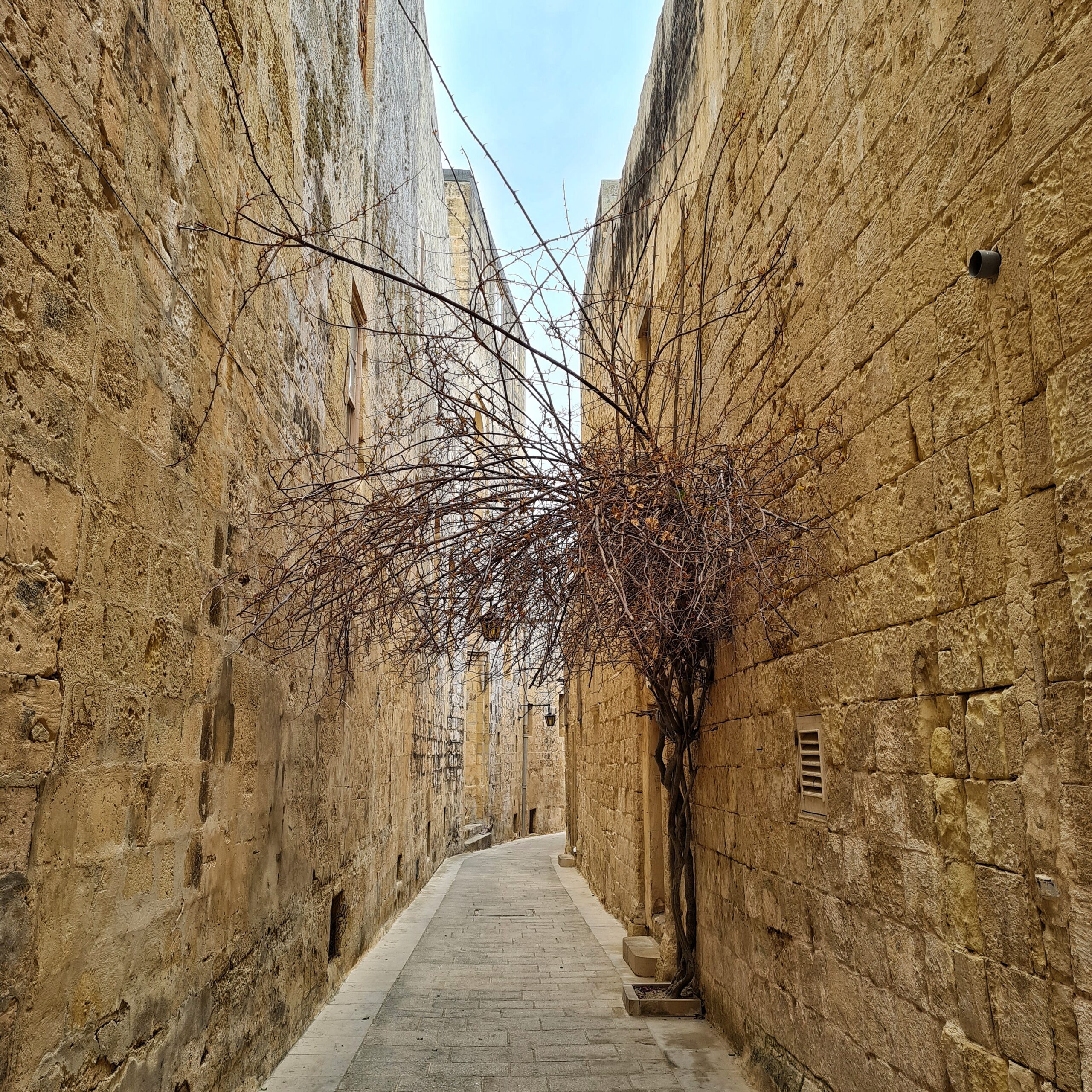 Eine schmale Gasse, begrenzt durch gelbliche Wände. Auf der rechten Seite ist ein Eingang mit Stufen erkennbar. Davor ein trockener Busch, der bis zur anderen Mauer in die Gasse ragt.