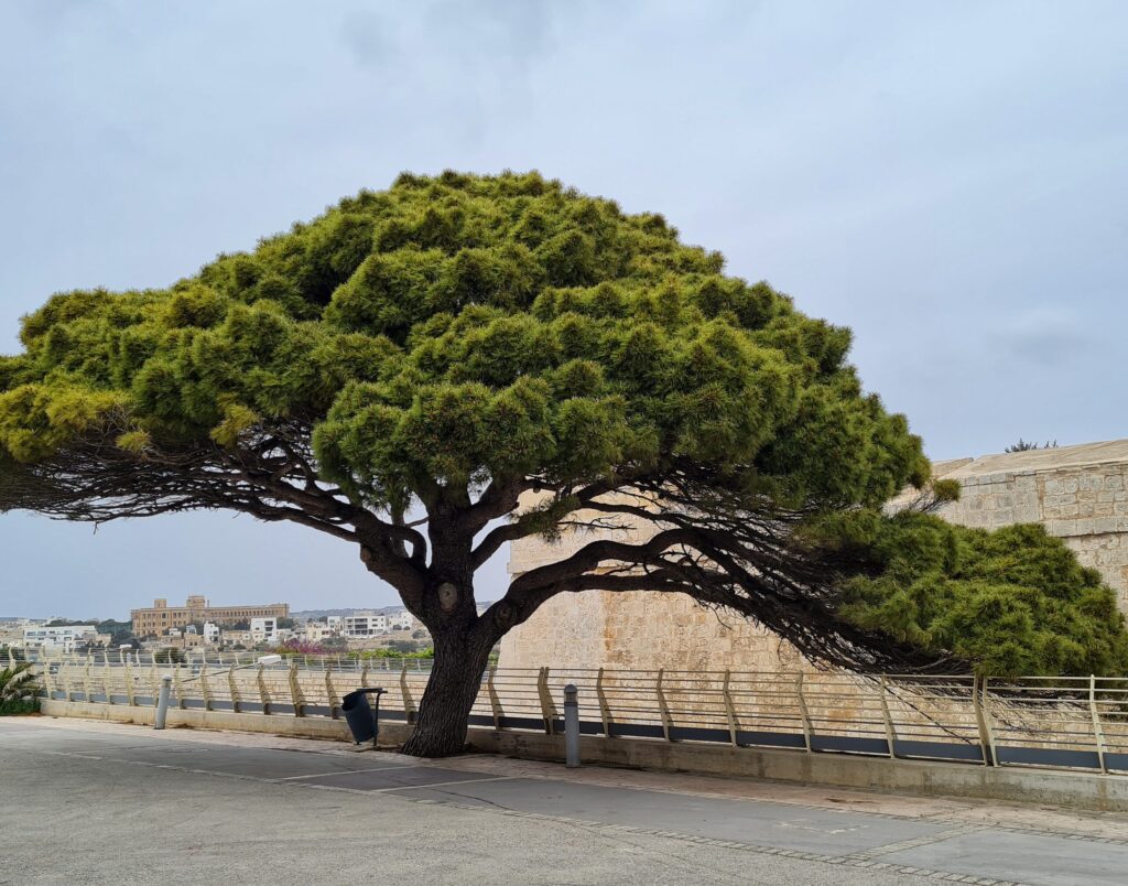Ein weit ausladender Baum vor einer niedrigen Begrenzung und einem Festungsteil. Der Baum ist pilzförmig. Die Blätter befinden sich buschelförmig im oberen Teil. Im Hintergrund links einige Gebäude.