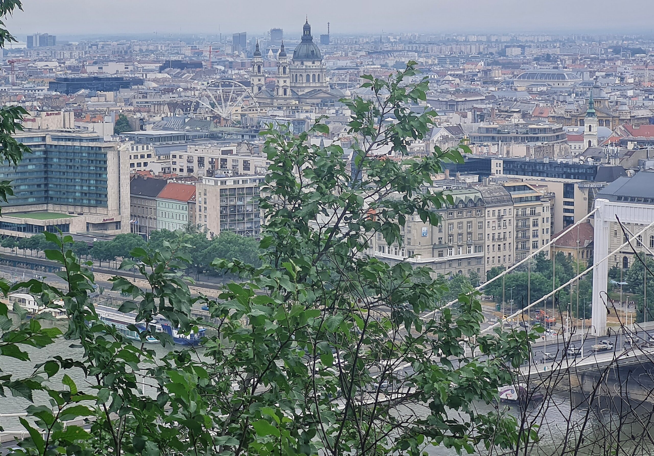 Im Vordergrund ein Ast mit Blättern. Dahinter ein Teil der Elisabethbrücke, hohe Häuser, teilweise mit Türmen und ein Riesenrad.