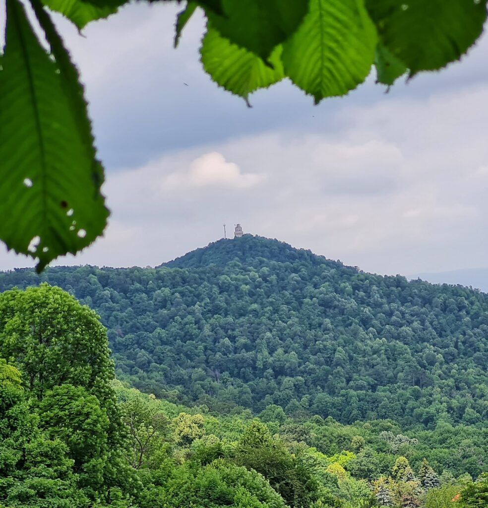 Blick auf einen dicht mit Bäumen bewachsenen Hügel mit einem Turm und einem Mast auf der Spitze. Oben und links ragen aus der Nähe aufgenommene Blätter ins Foto.