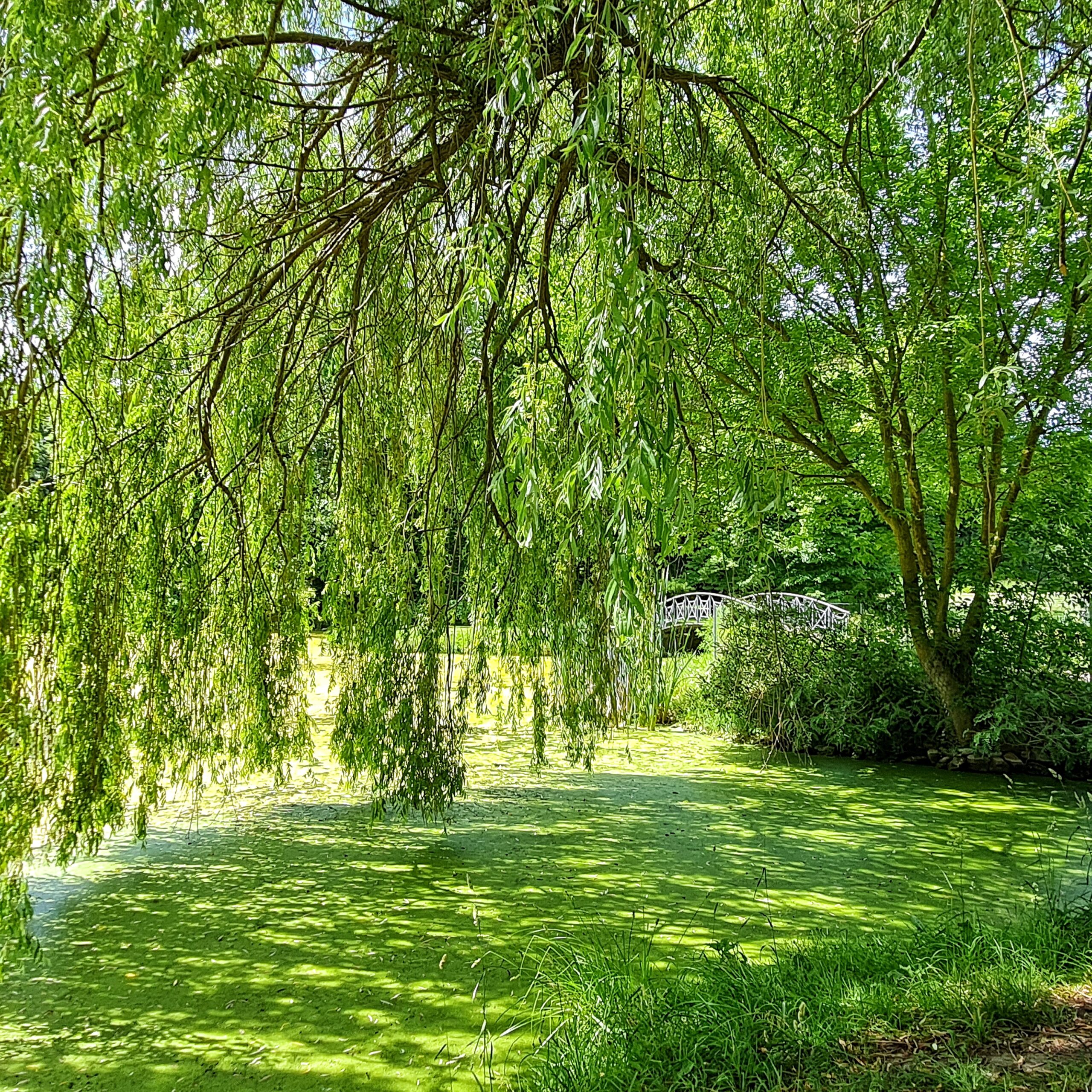 Ein Teich, der vollständig von grünen Algen bedeckt ist. Im Hintergrund ist eine kleine Brücke zu sehen., außerdem grüne Bäume. Eine große grüne Trauerweide hängt über dem Teich, so dass das Foto insgesamt vollständig grün ist.