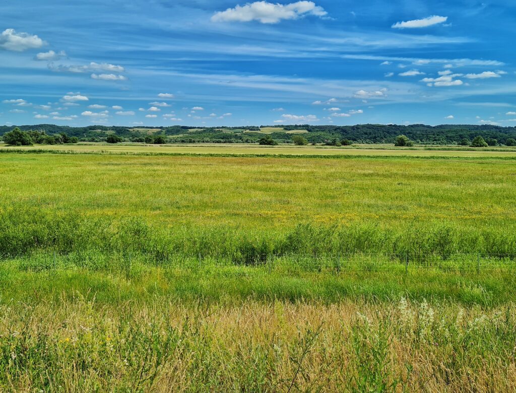 Eine große Fläche mit Gräsern. Im Hintergrund baumbestandene Hügel.