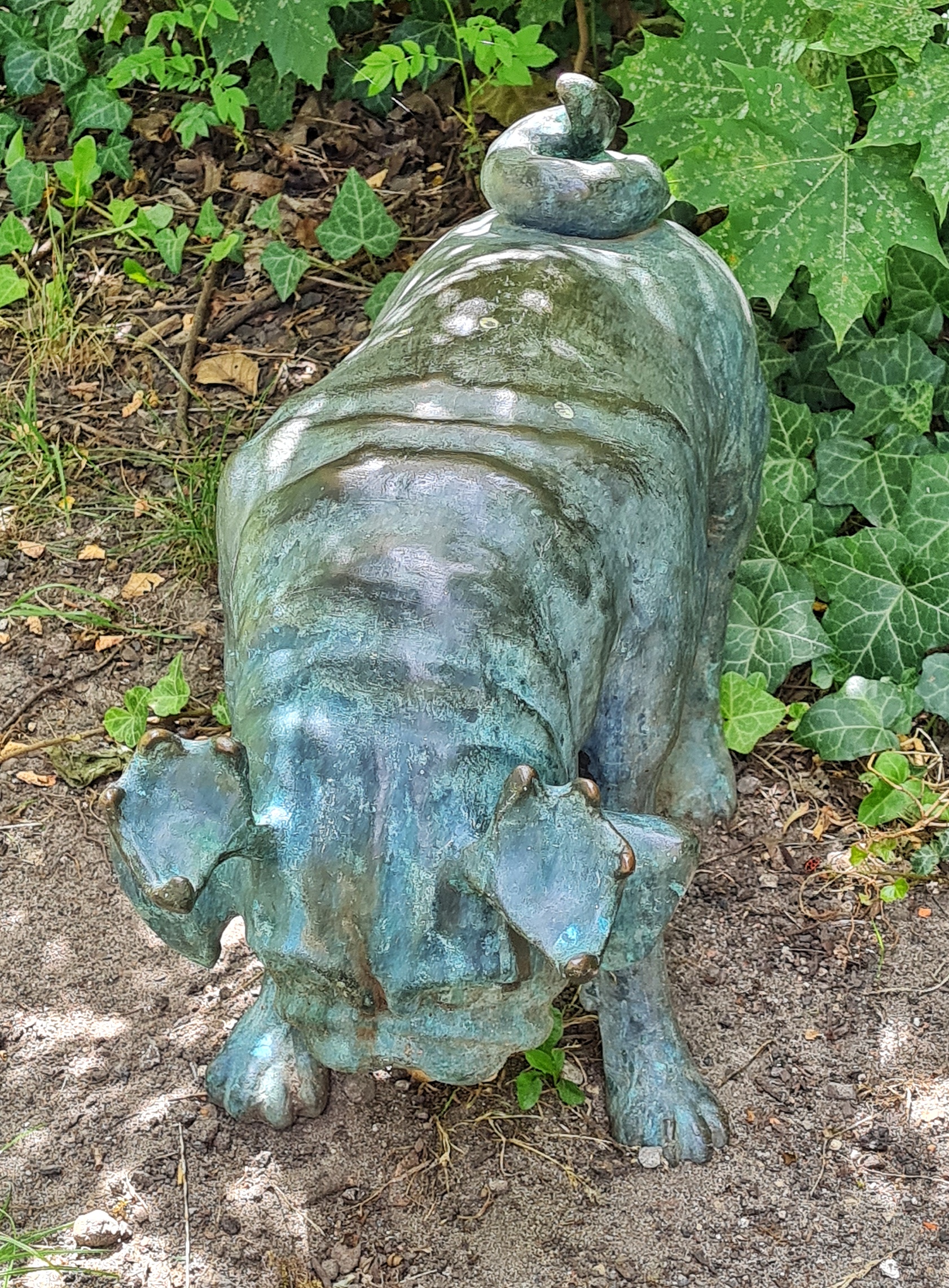Ein stehender Waldmops von vorne fotografiert. Er hat den Kopf gesenkt.