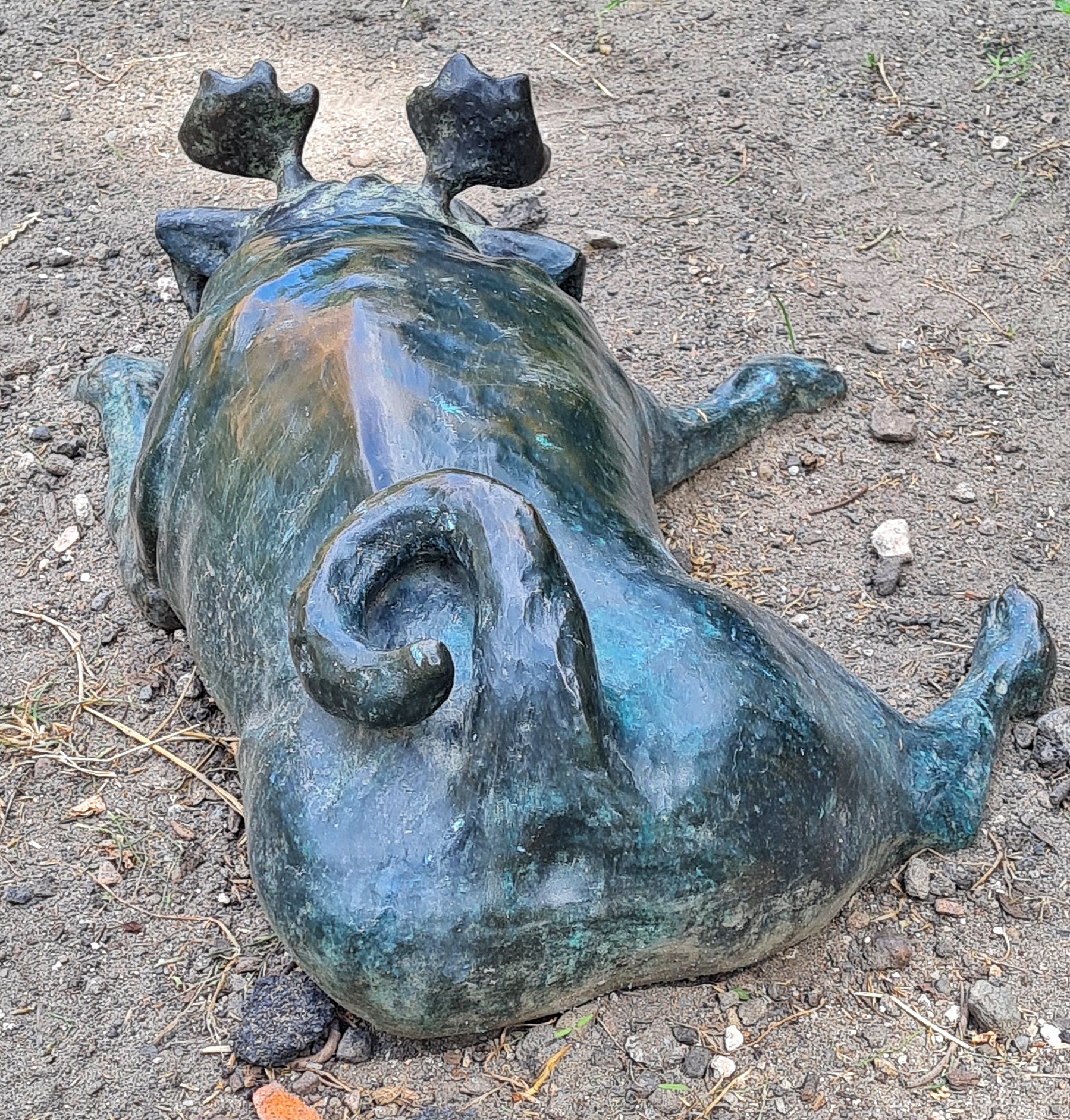 Ein flach auf dem Boden liegender Waldmops von hinten fotografiert. Dadurch sieht man deutlich den breiten Ringelschwanz.