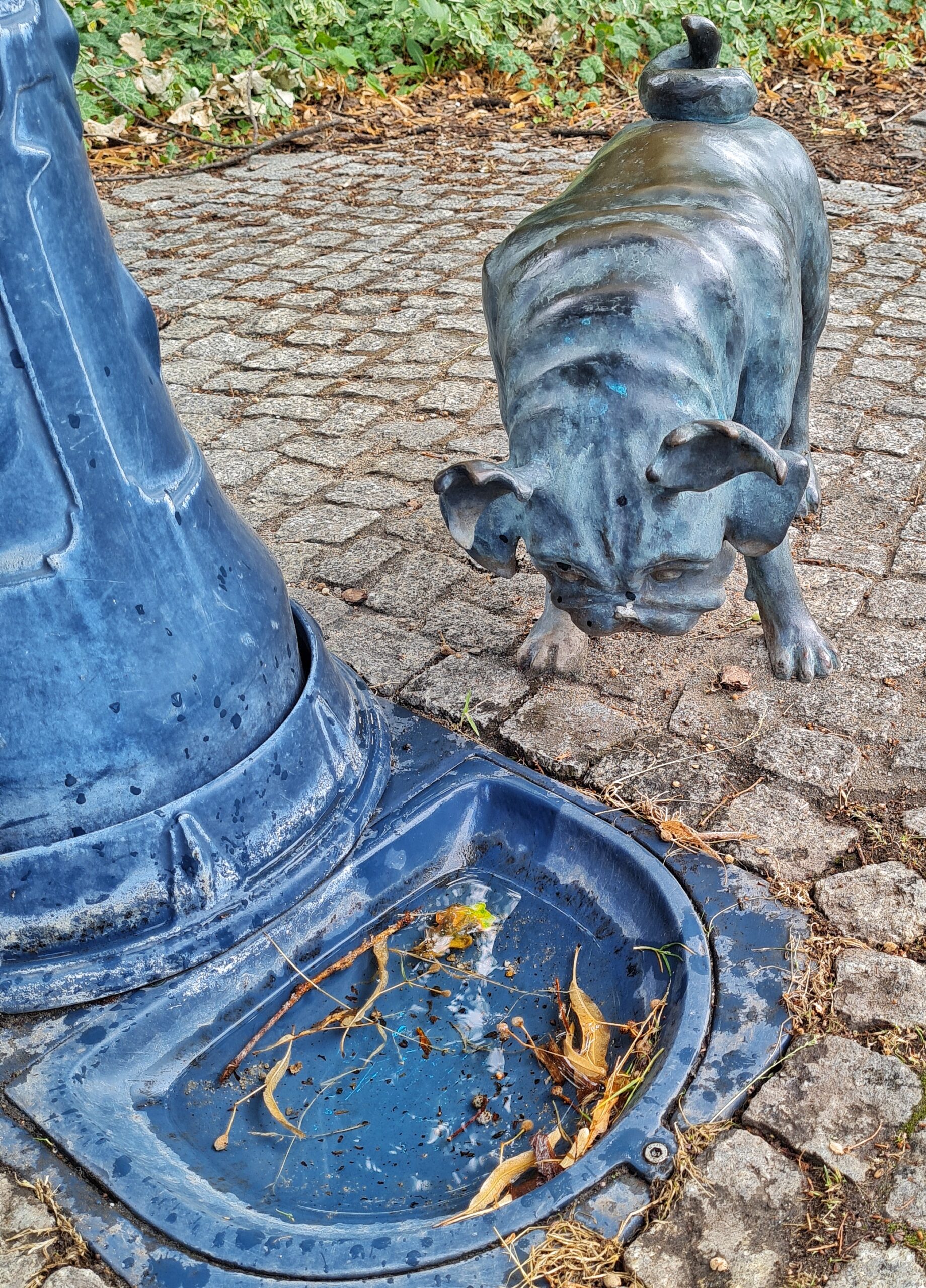Ein Waldmops von vorne aufgenommmen. Er steht und hat den Kopf etwas gesenkt. Vor ihm eine in den Boden eingearbeitete flache Schale mit Wasser und trockenen Blättern und Zweigen darin.
