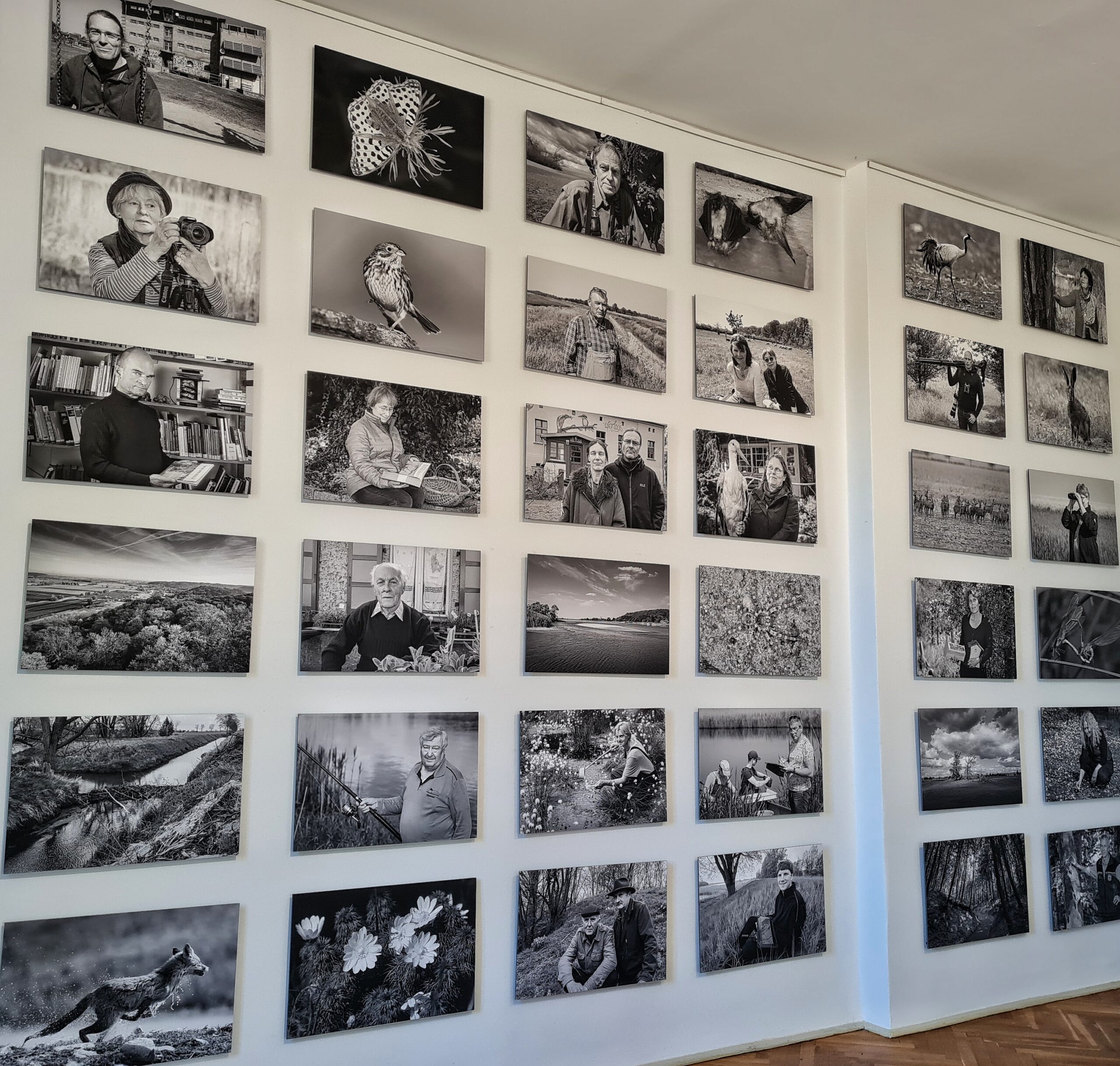 Eine Wand voller Schwarz-Weiß-Fotos. Auf den meisten sind Menschen abgebildet, auf einigen Tiere, Pflanzen oder Fossilien.